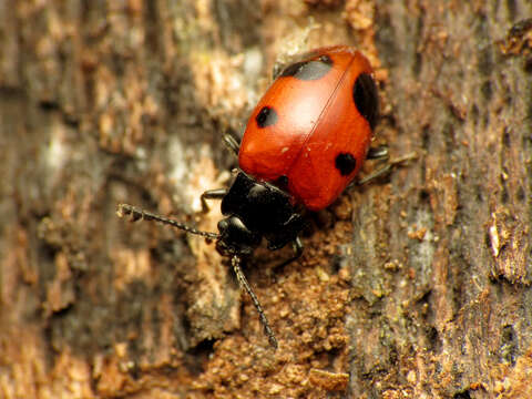 Image of Endomychus biguttatus Say 1824