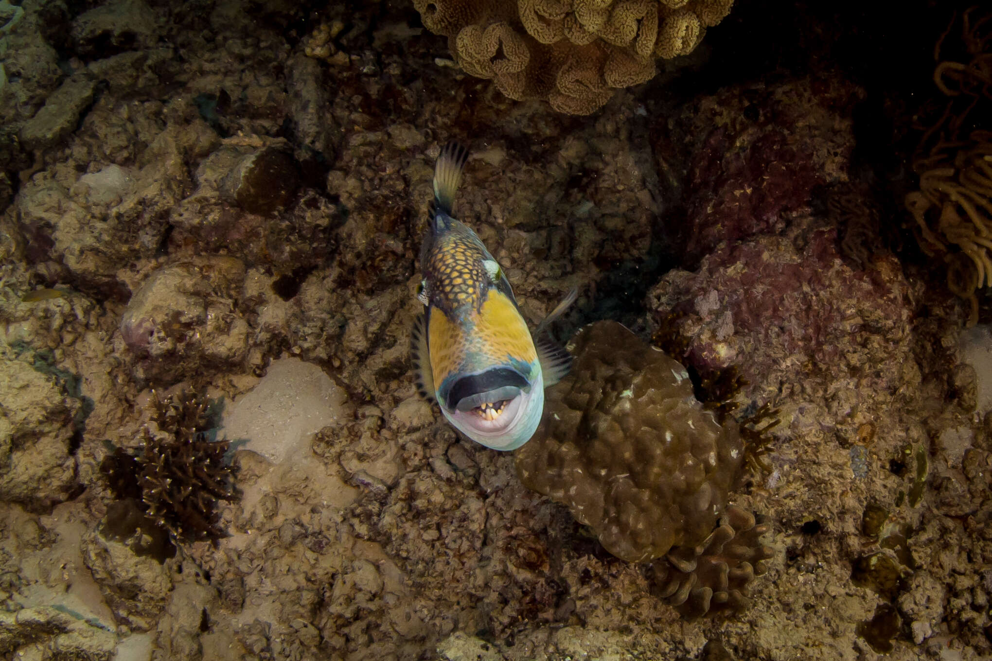 Image of clown triggerfish