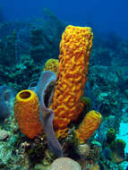 Image of Yellow tube sponge