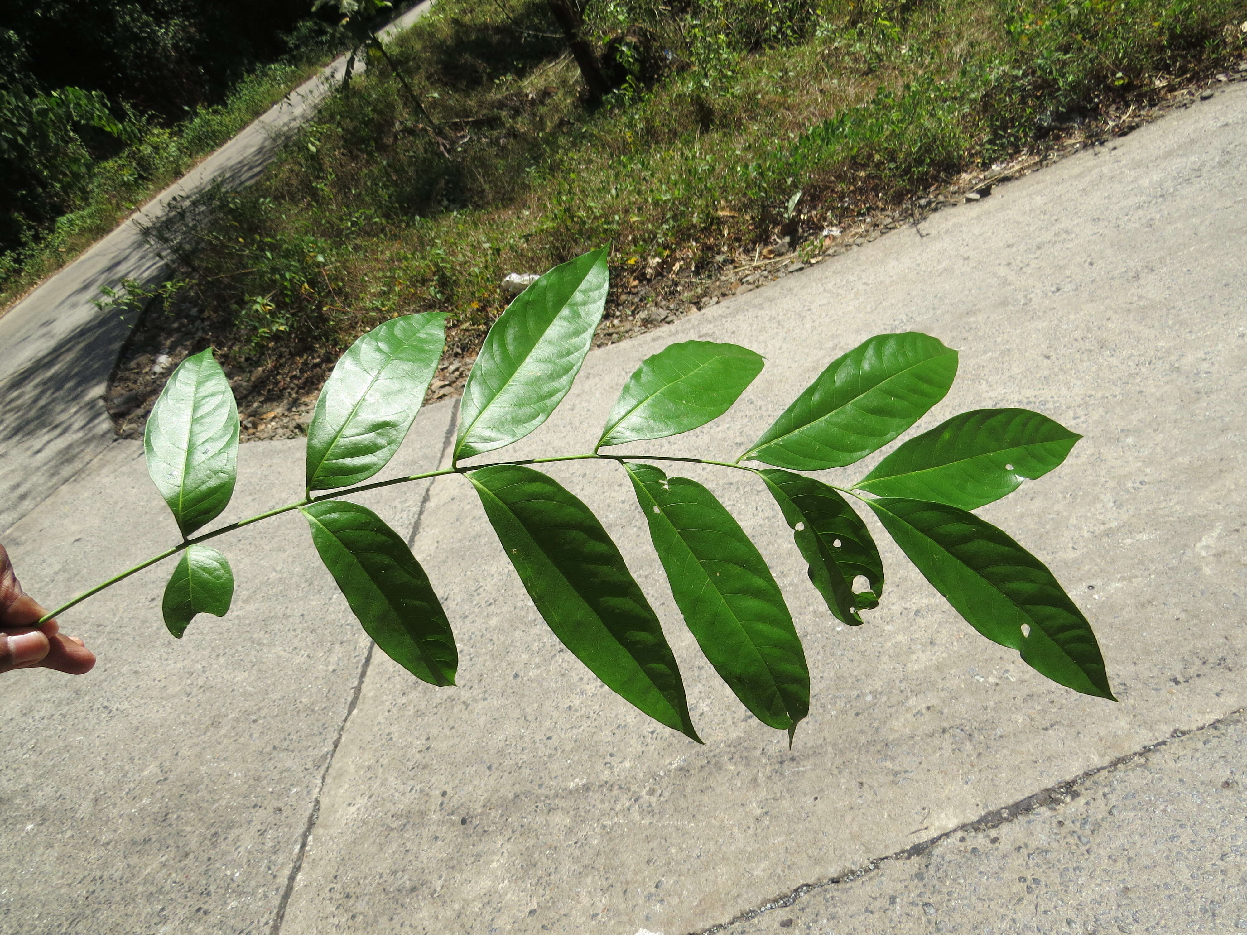 Image of tulip-wood tree