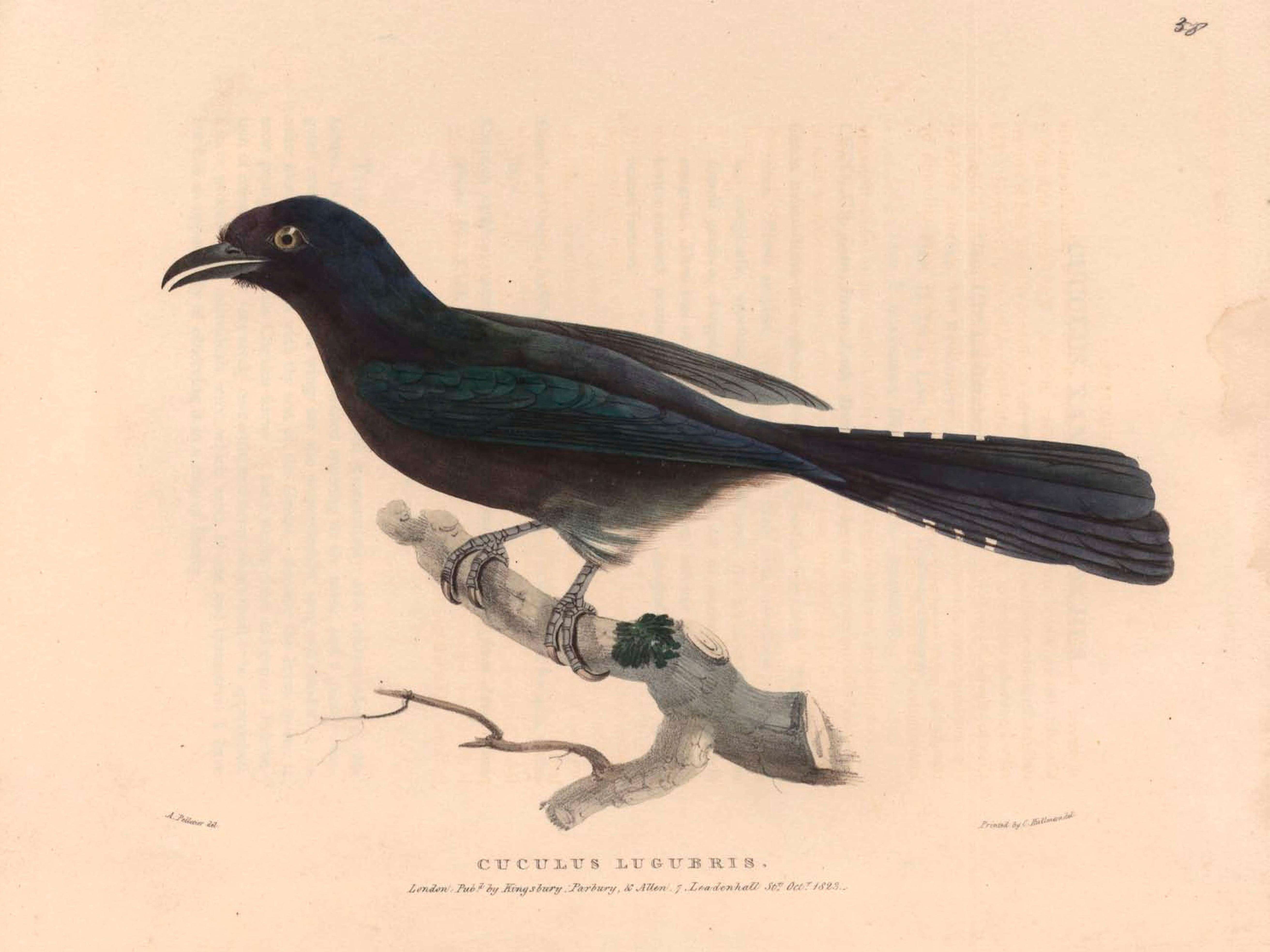 Plancia ëd Surniculus lugubris (Horsfield 1821)