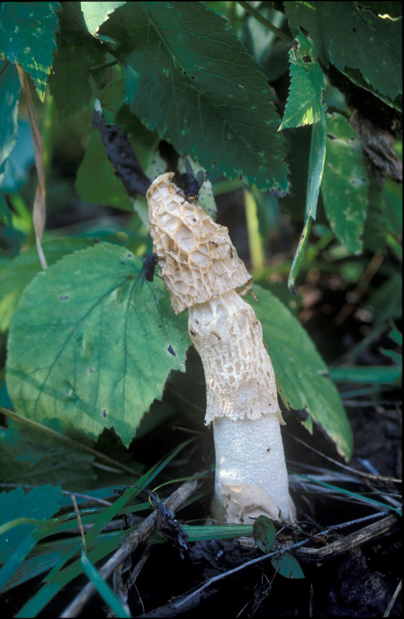 Image of Stinkhorn