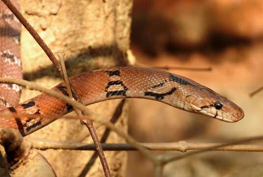 Imagem de Coelognathus helena (Daudin 1803)