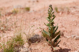 Image of scorpionweed