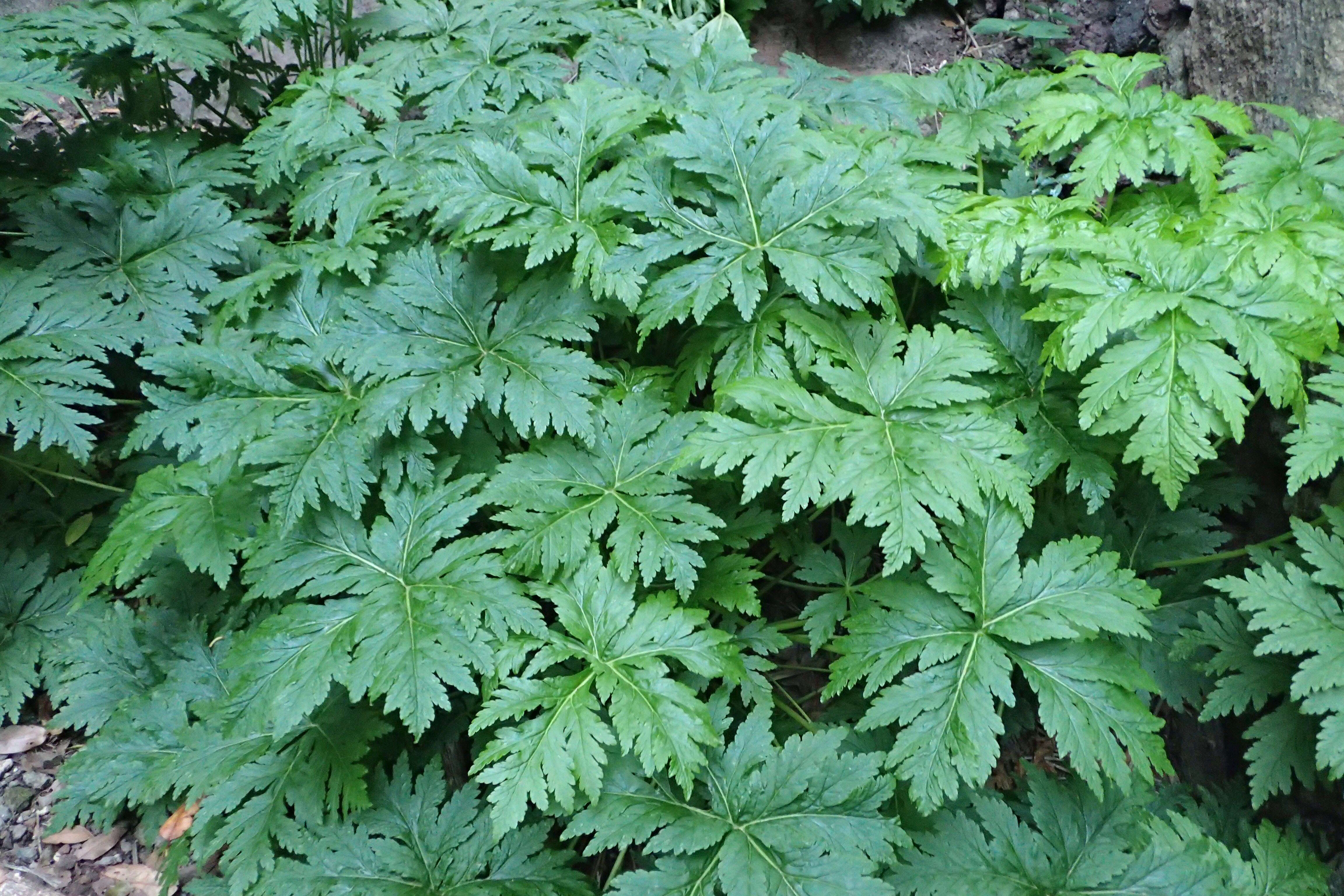 Imagem de Geranium reuteri Aedo & Muñoz Garm.