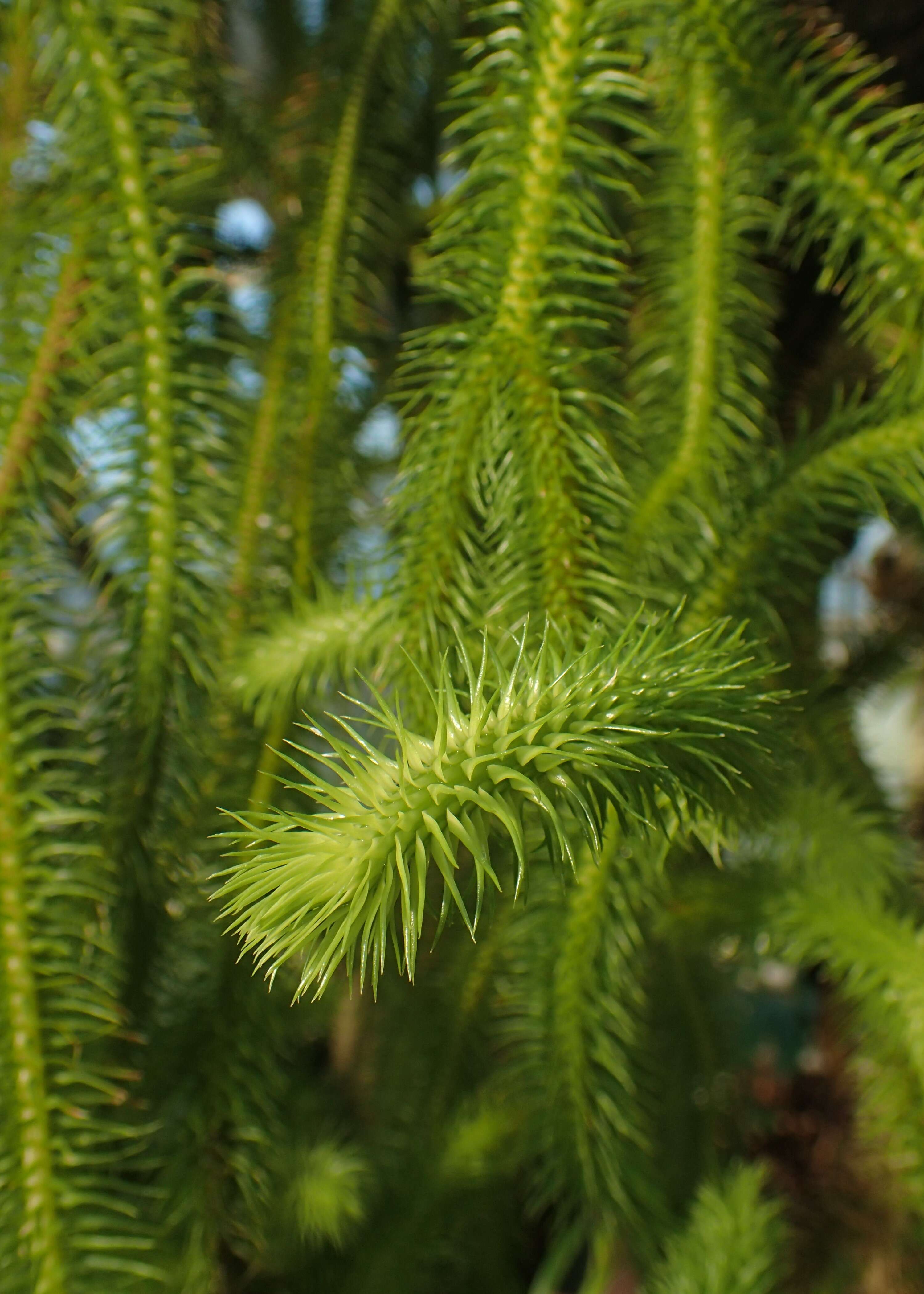 Image of rock tassel fern