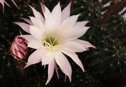 Echinopsis tubiflora resmi