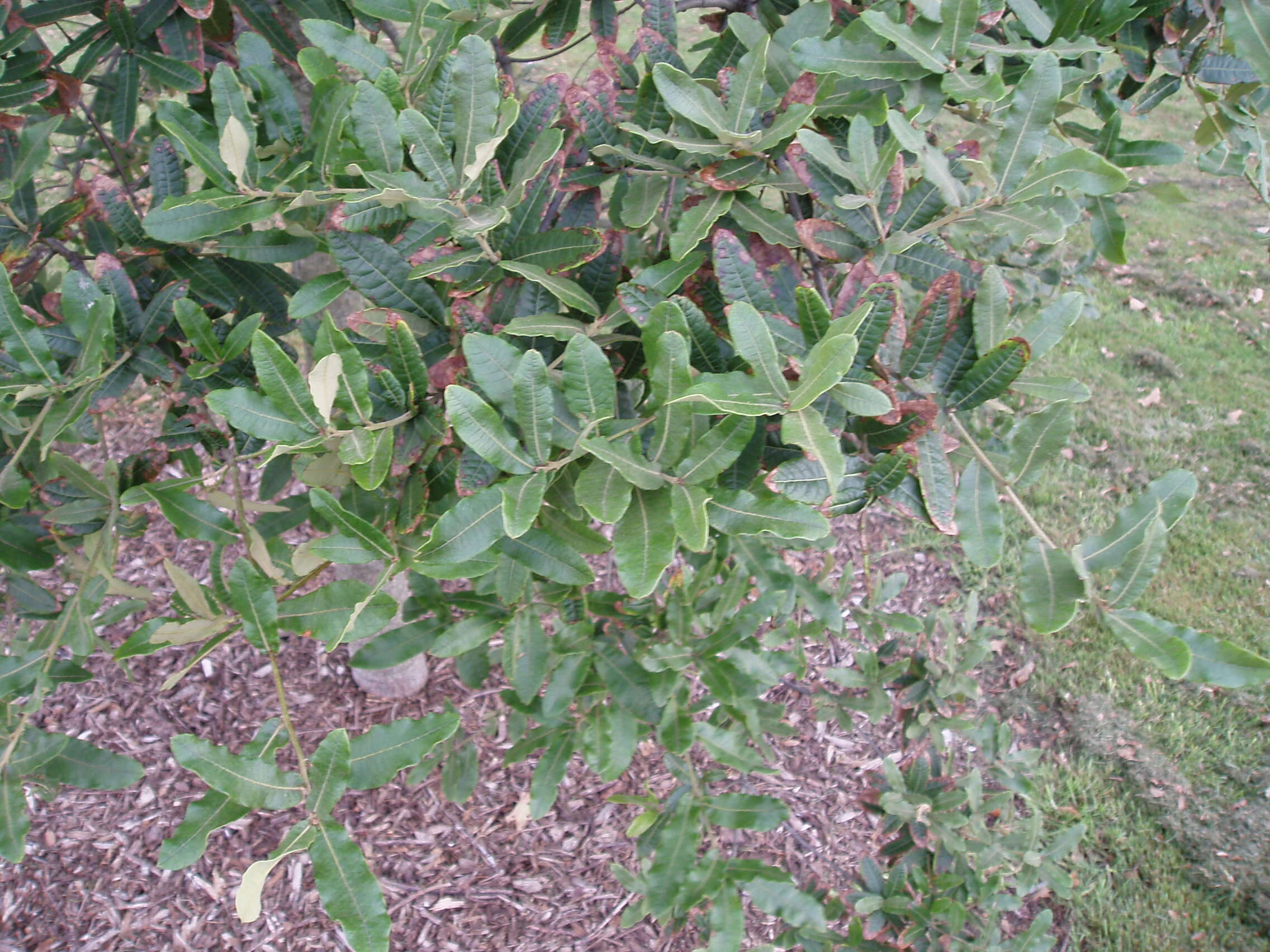 Image of Quercus crassipes Bonpl.