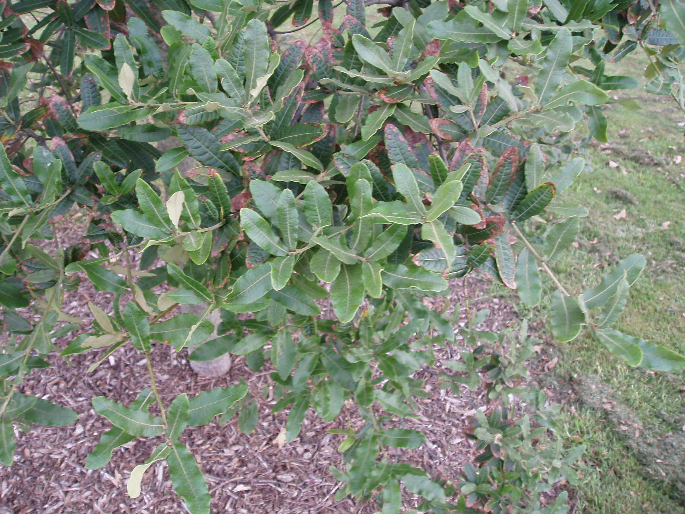 Imagem de Quercus crassipes Bonpl.