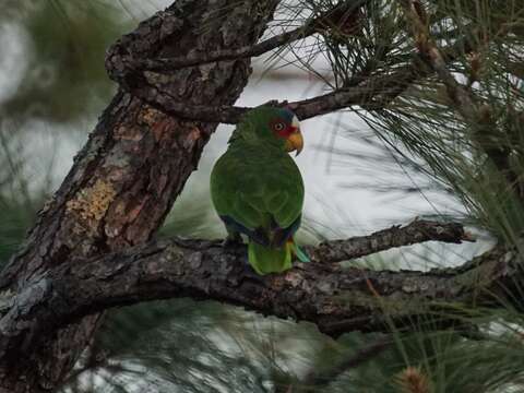 Image of White-fronted Amazon