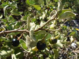 Image de Solanum nelsonii Dun.