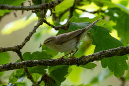 Image of Willow Warbler