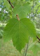 Acer glabrum Torr. resmi