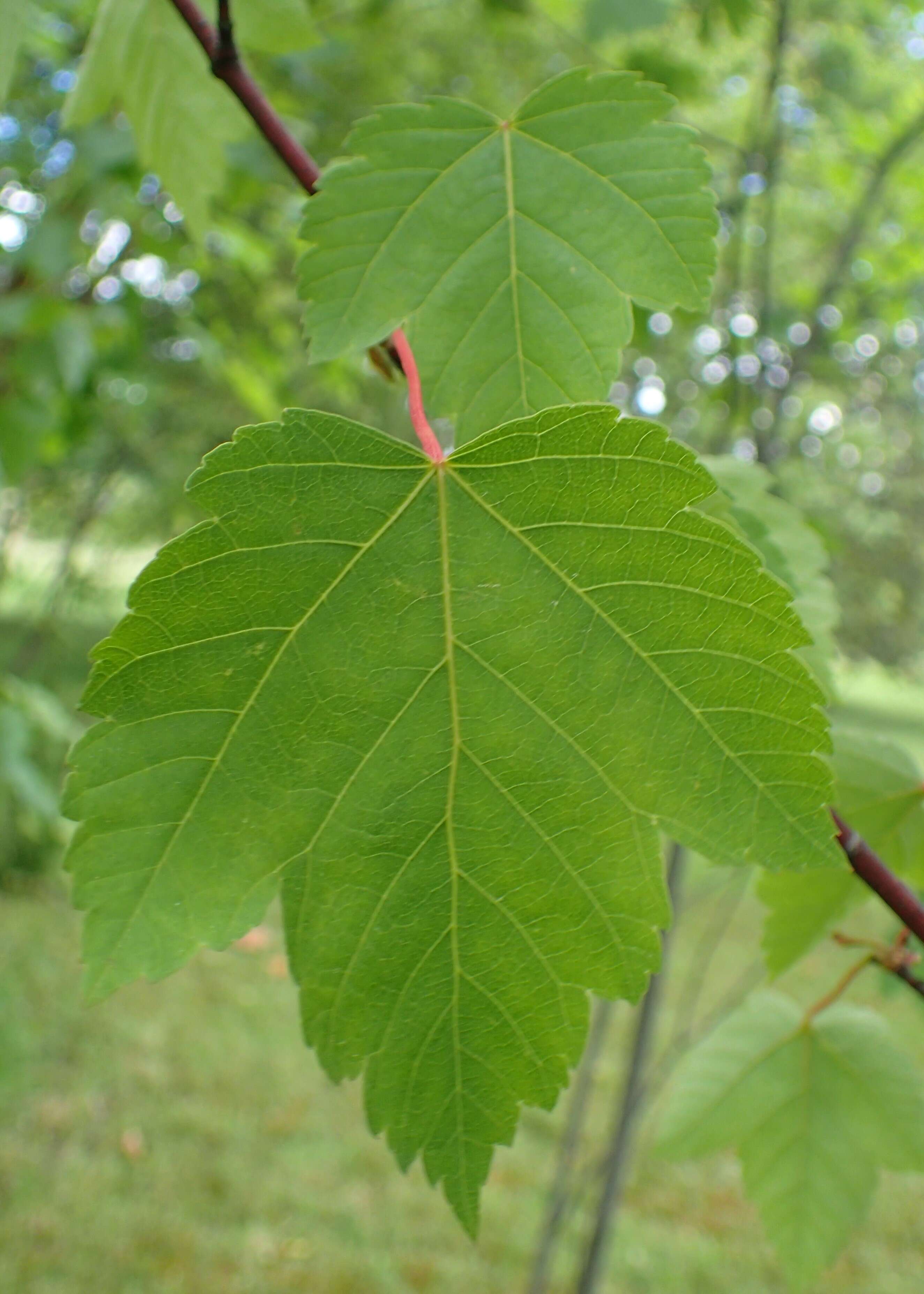 Acer glabrum Torr. resmi