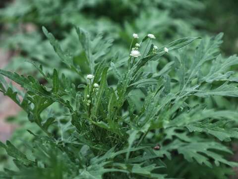 Image of Santa Maria feverfew