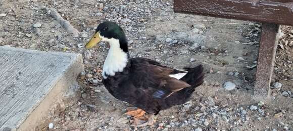 Image of Common Mallard