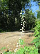 Image of broadleaf enchanter's nightshade