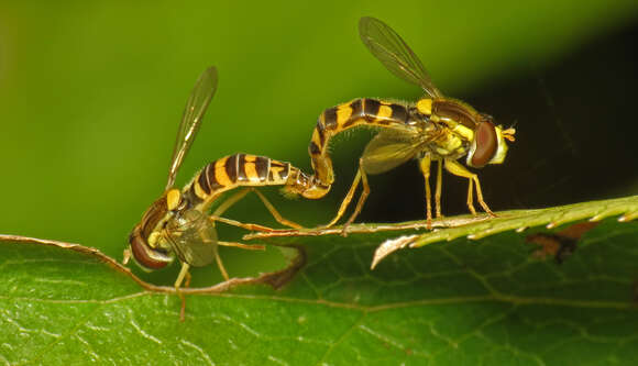 Sphaerophoria scripta (Linnaeus 1758) resmi