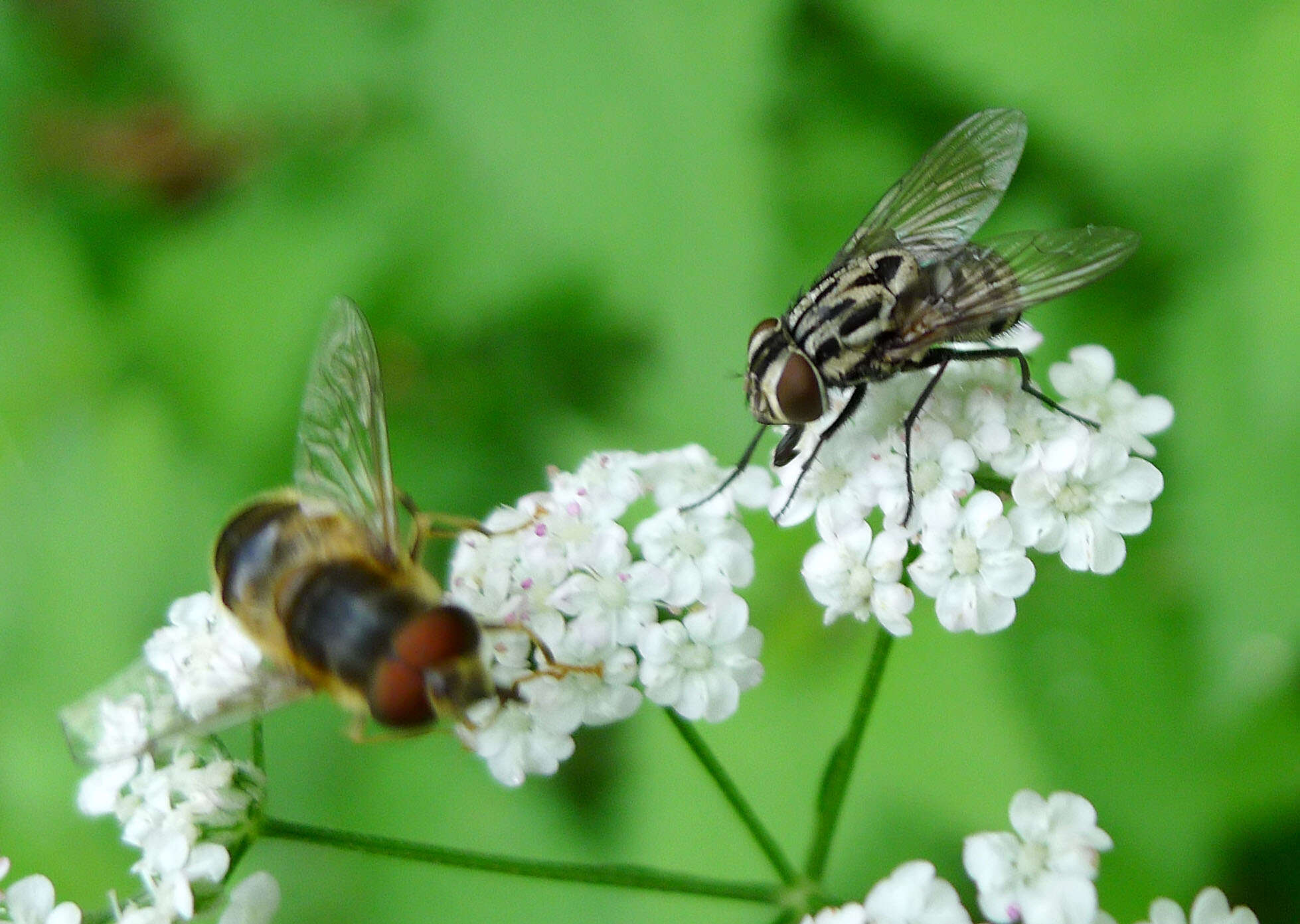 Image of House fly