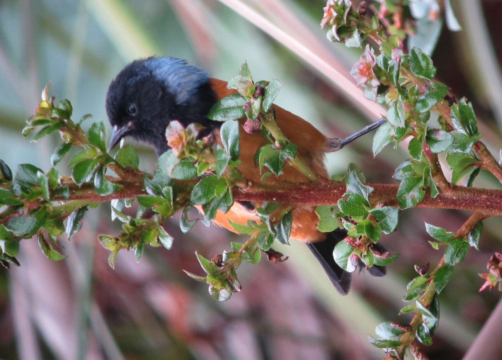 Image of Blue-backed Conebill