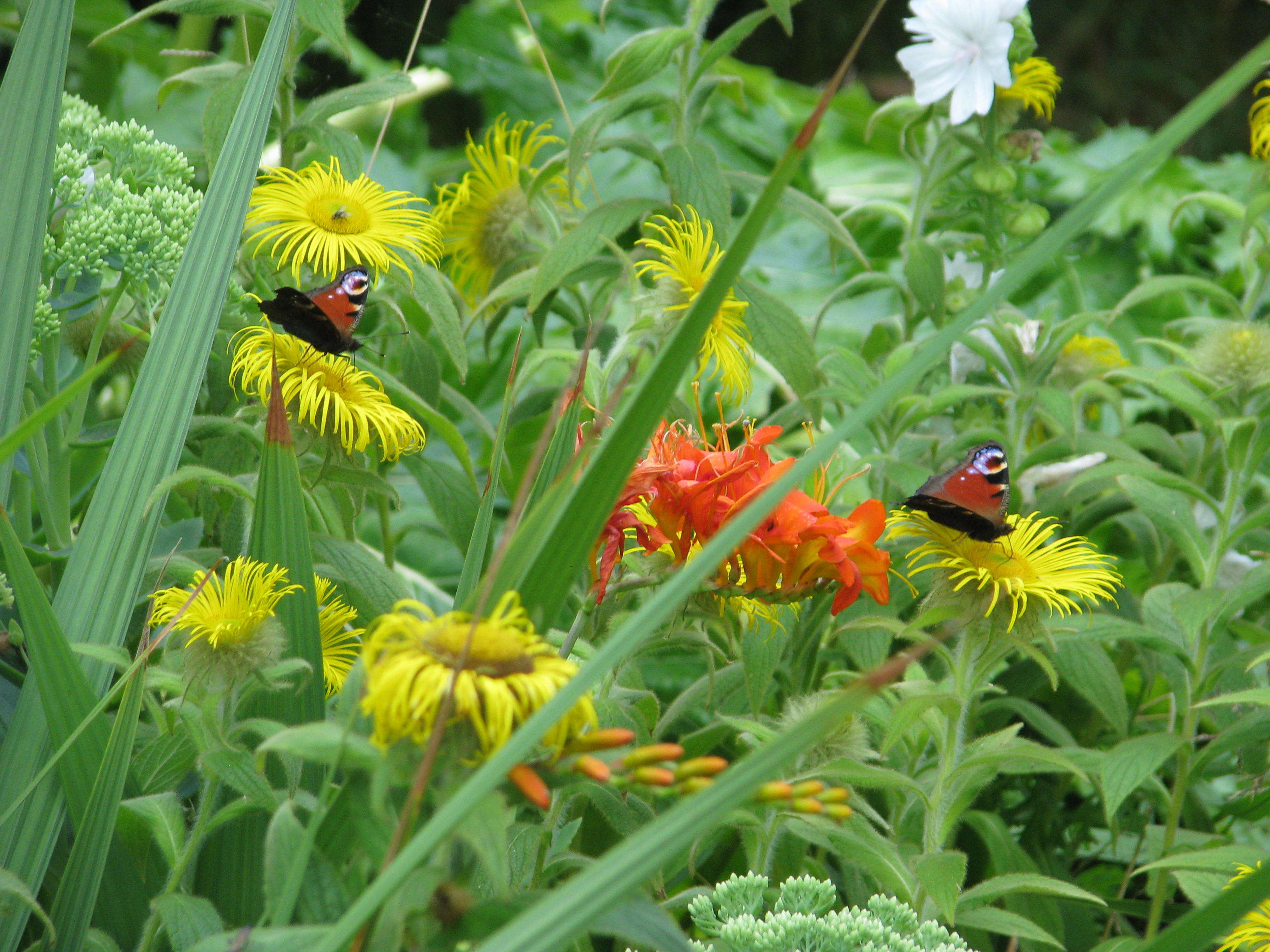 Image of Hooker's inula