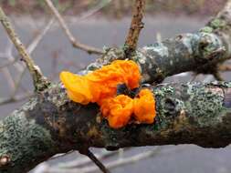 Image of Witches butter