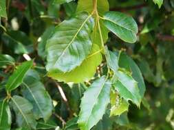 Image of Quercus floribunda Lindl. ex A. Camus