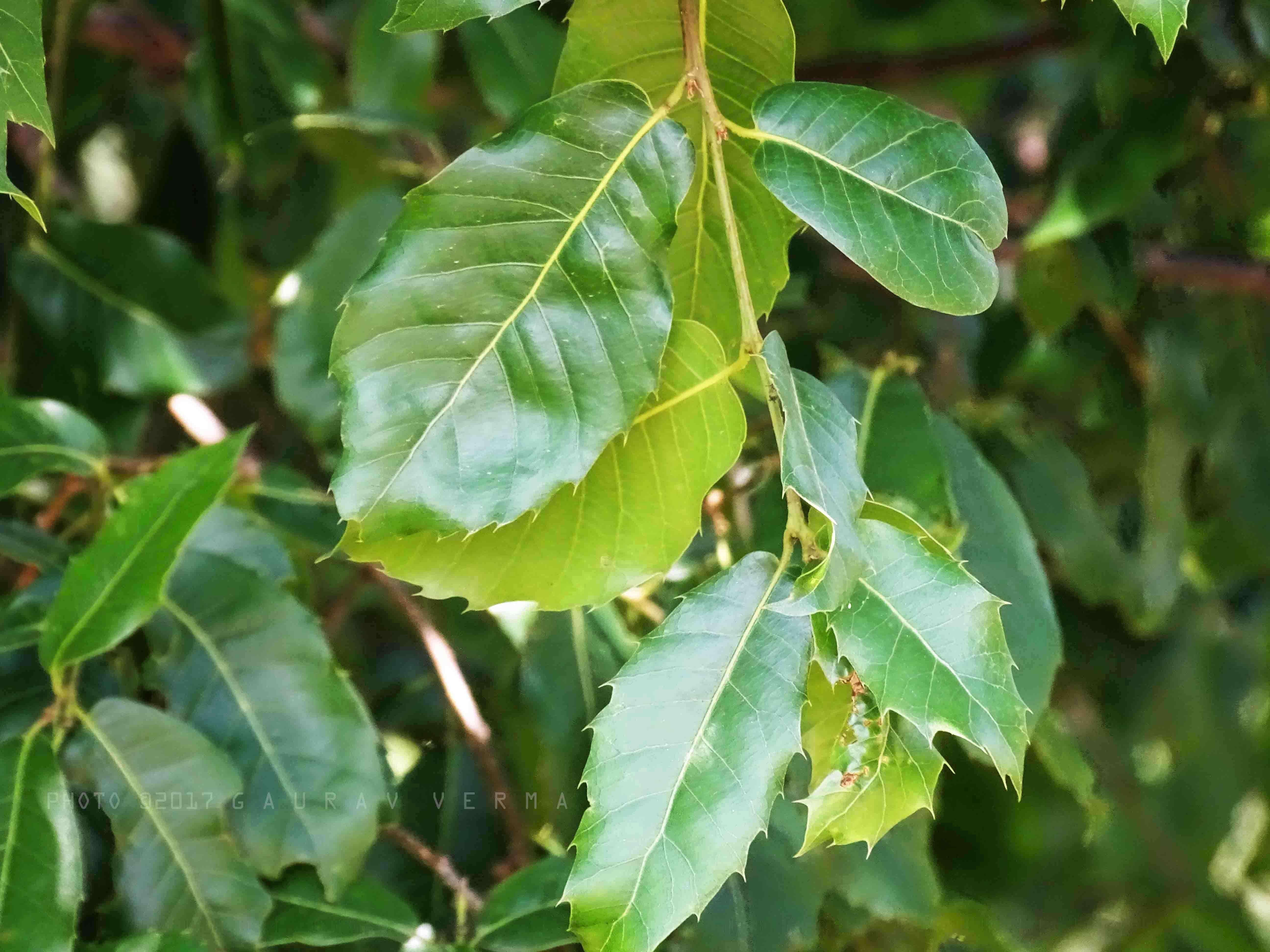 Image of Quercus floribunda Lindl. ex A. Camus