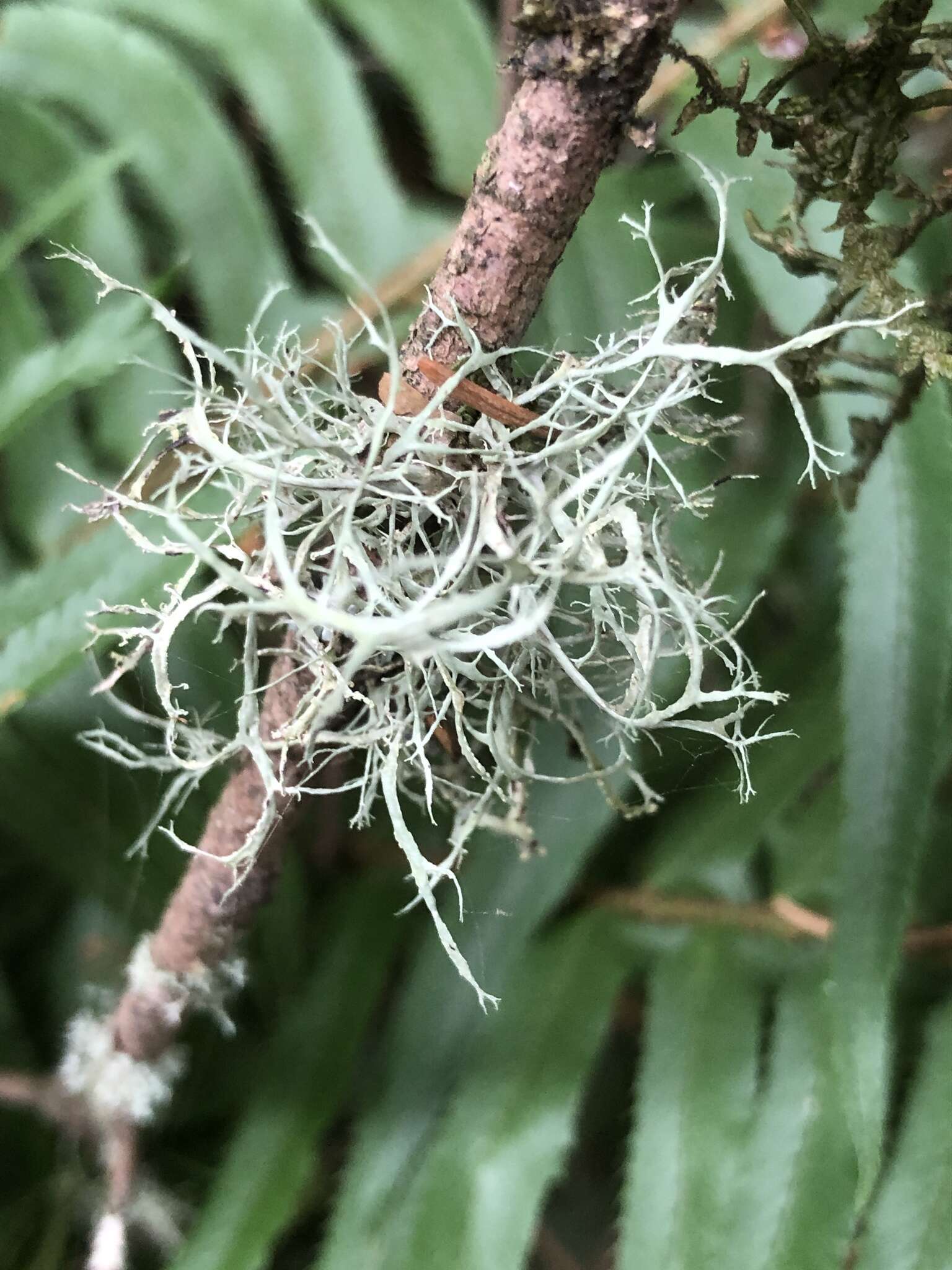 Image of farinose cartilage lichen