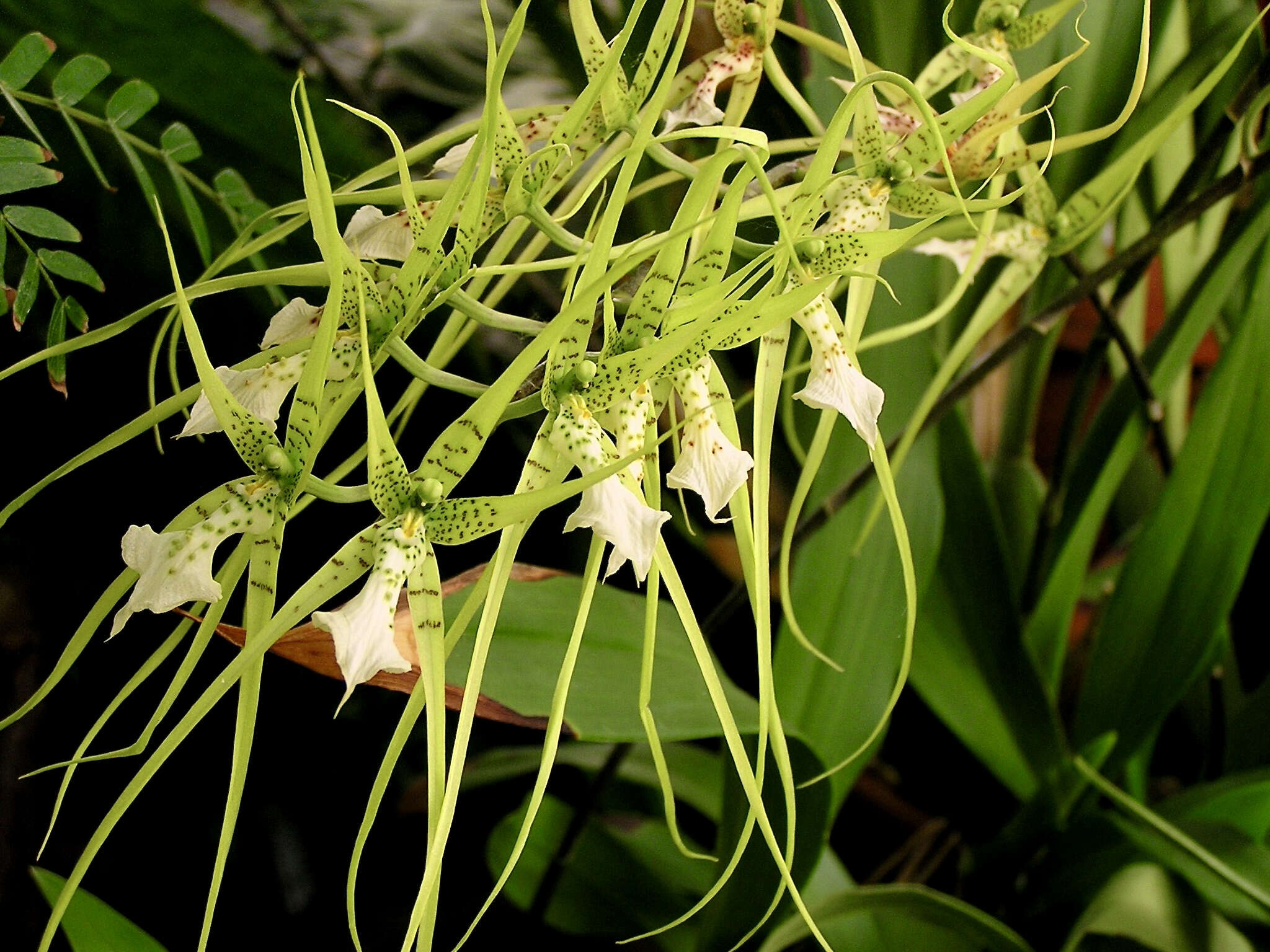 Image of Spotted Spider Orchid