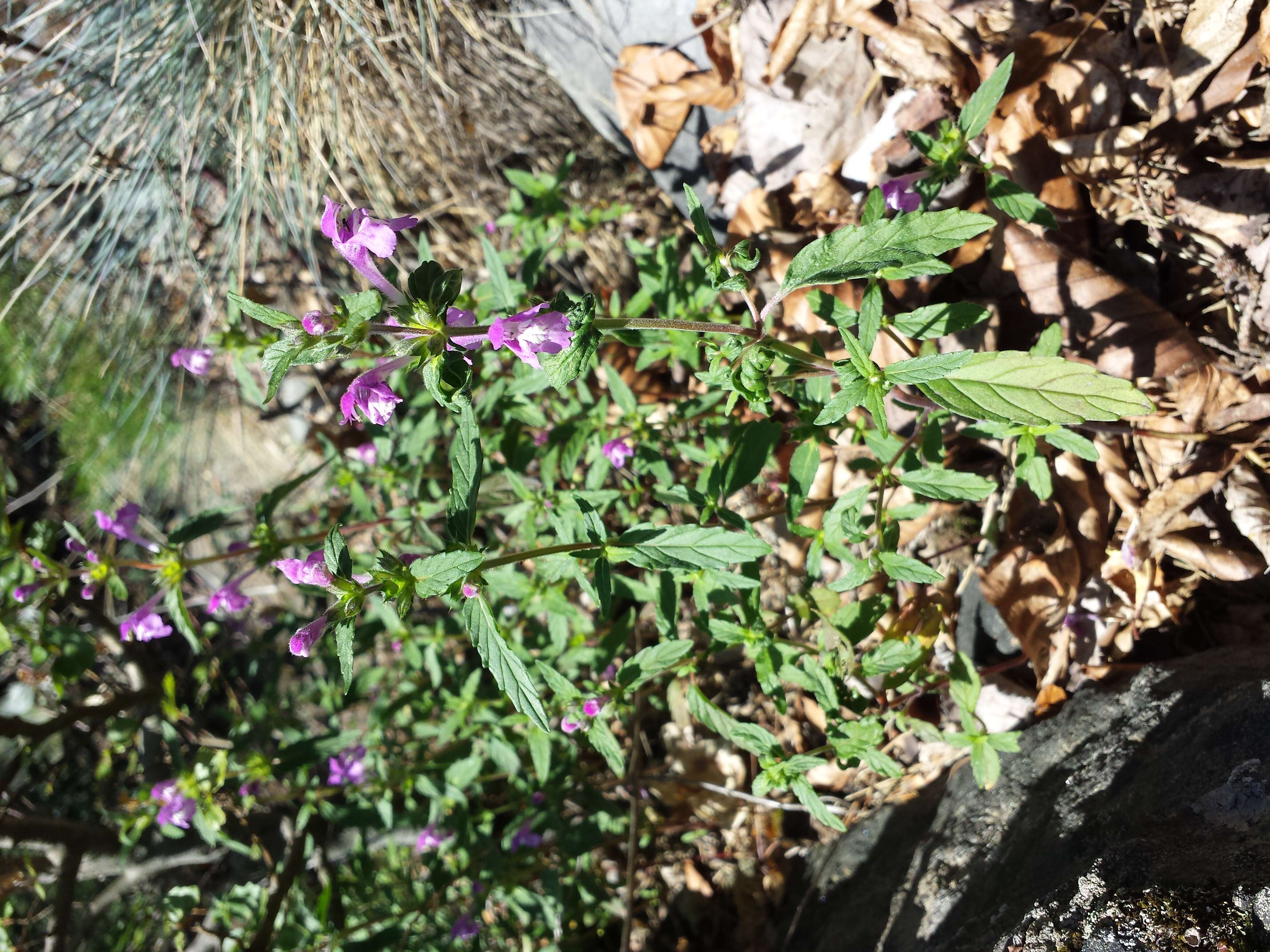 Image of Red hemp nettle