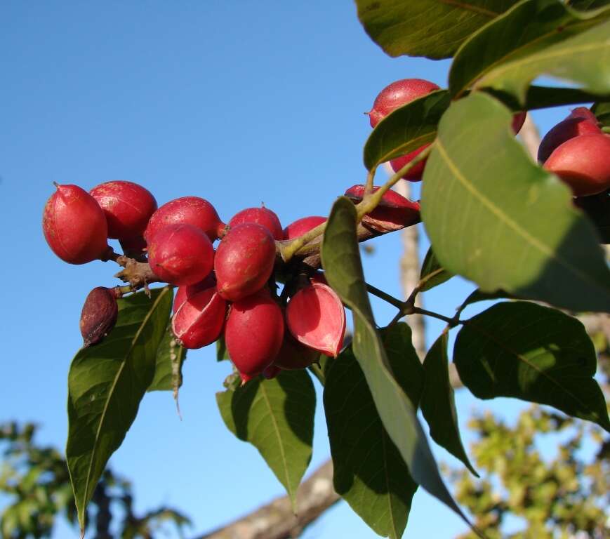 Image of Protium heptaphyllum (Aubl.) March.