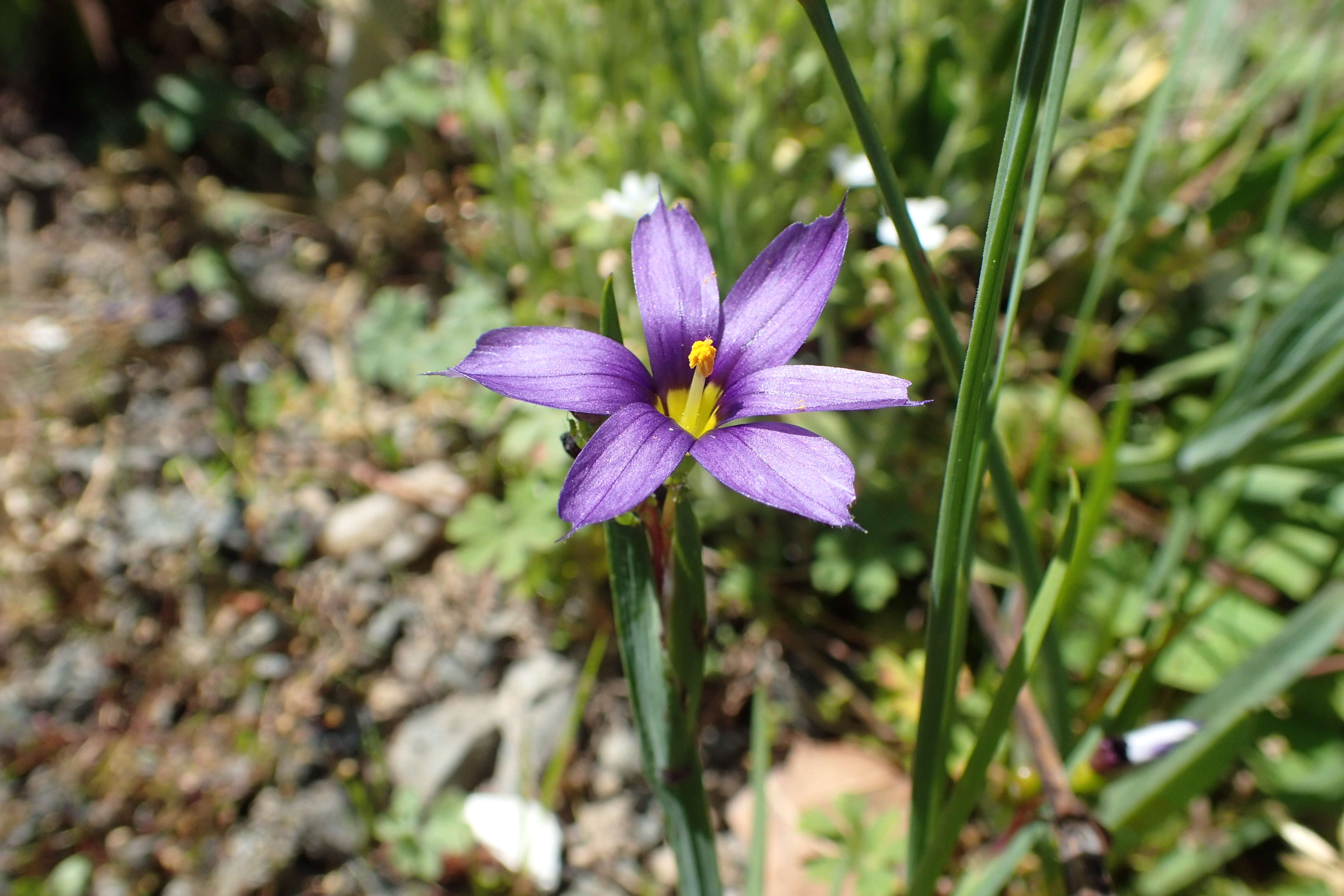 صورة Sisyrinchium bermudiana L.