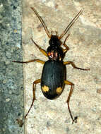 Image of Vivid Metallic Ground Beetles