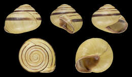 Imagem de Cepaea nemoralis (Linnaeus 1758)