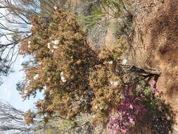 Слика од Melaleuca torquata B. A. Barlow