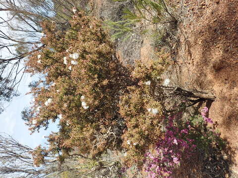 Image of Melaleuca torquata B. A. Barlow