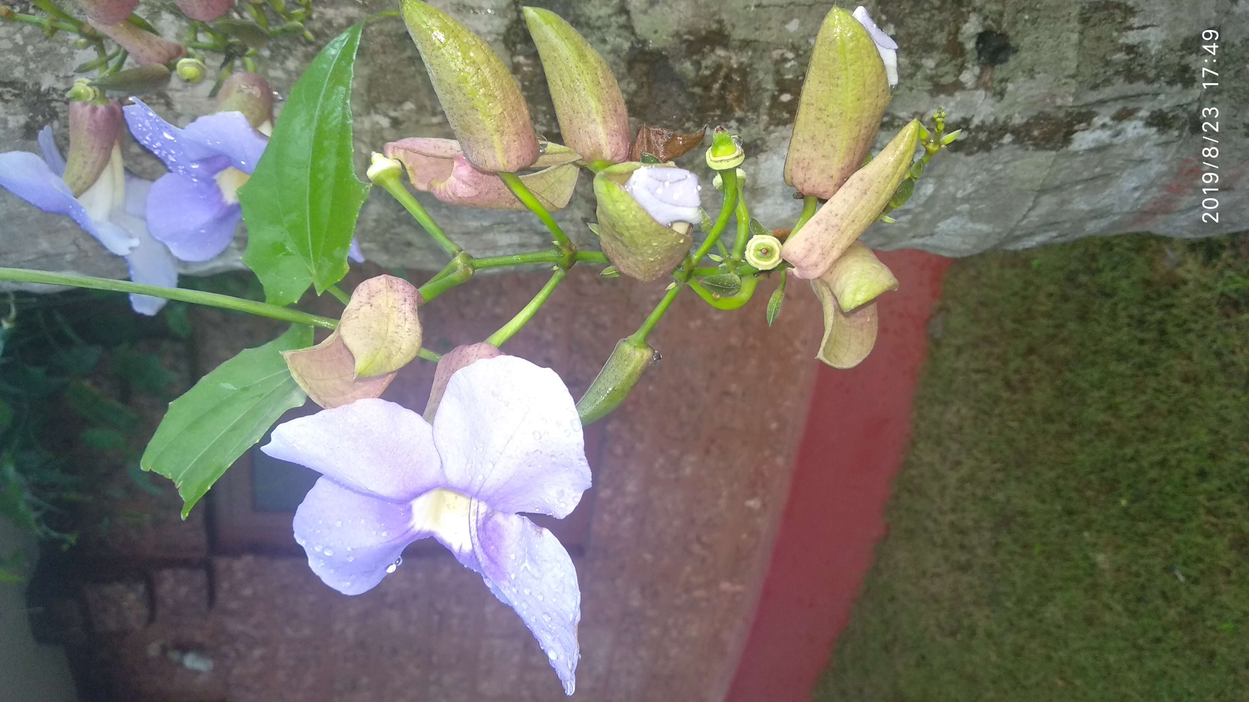 Image of laurel clockvine