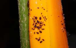 Image of Banana aphid