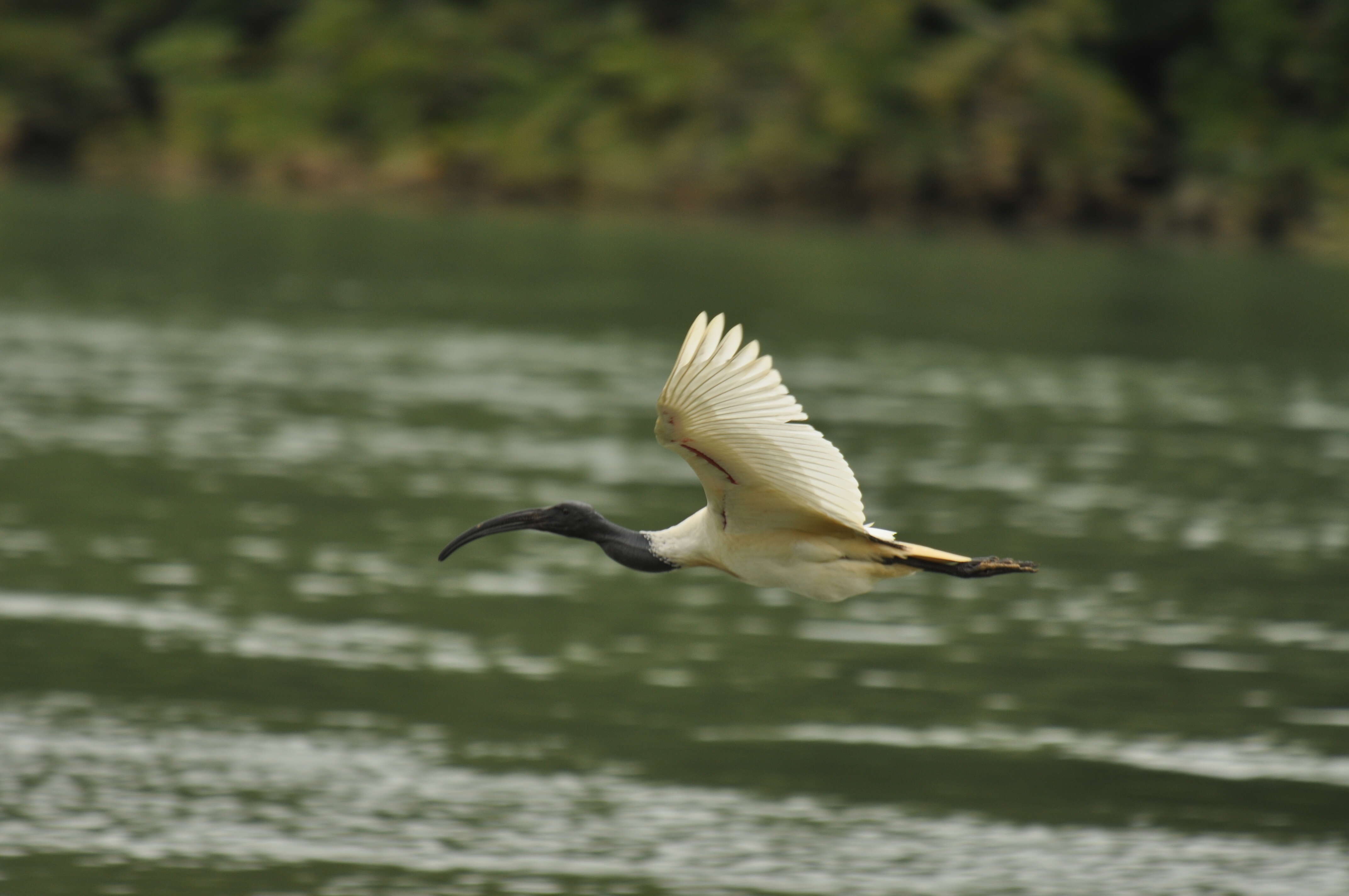 Image of Black-headed Ibis