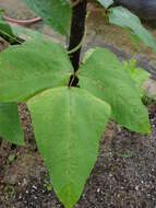 Image of blackeyed pea