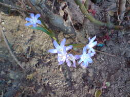 Image de Scilla luciliae (Boiss.) Speta