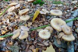 Image of Honey Fungus