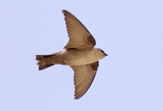 Image of Pale Crag Martin