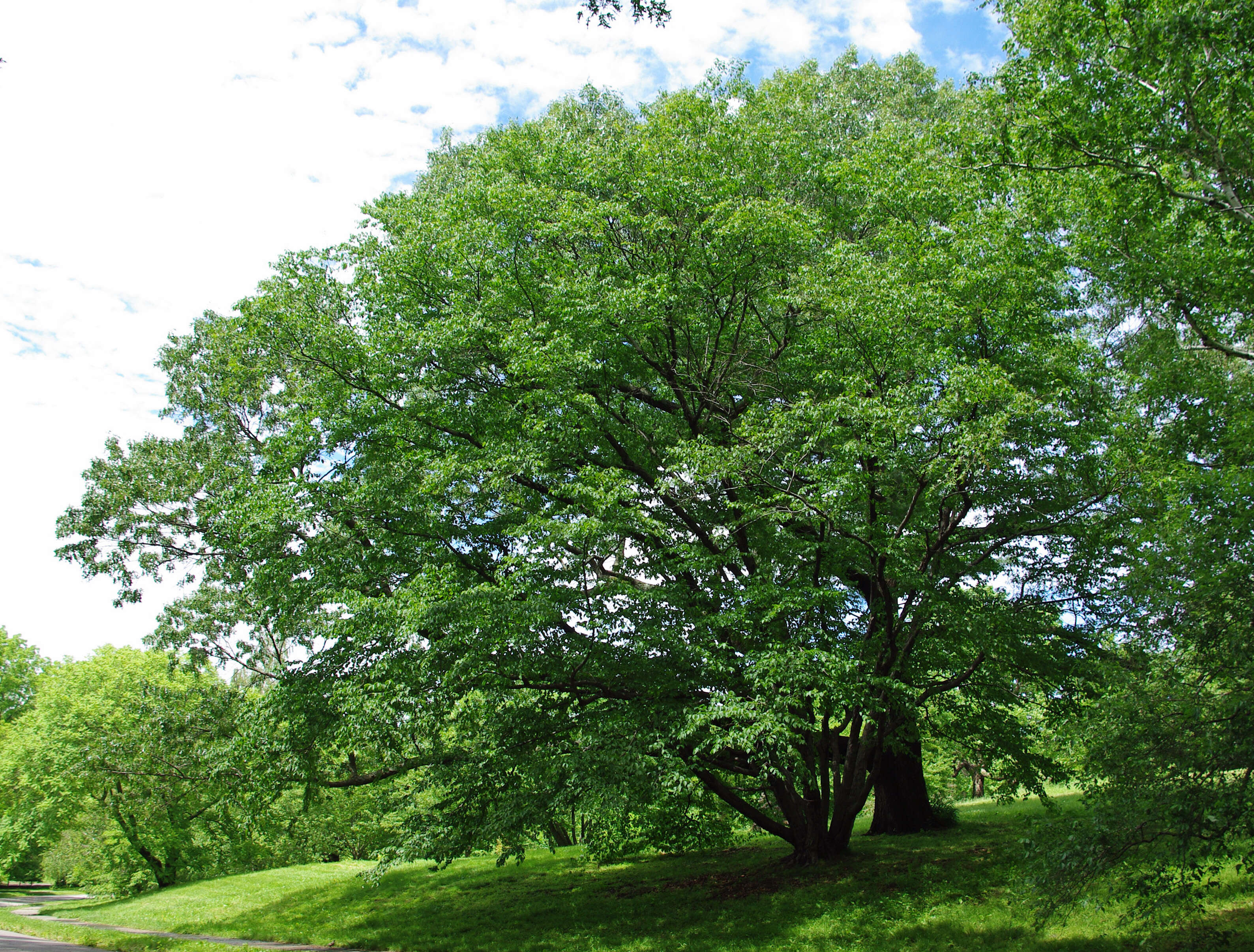 Betula schmidtii Regel resmi