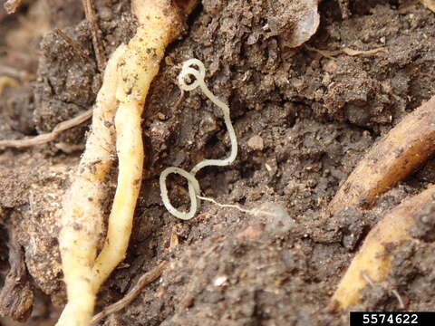 Image of Grasshopper Nematode