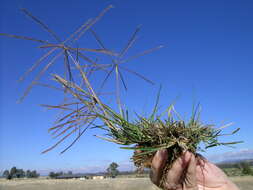 Image of Australian fingergrass