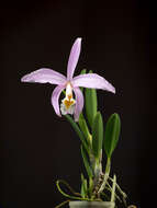 Image of Jonghe's Cattleya