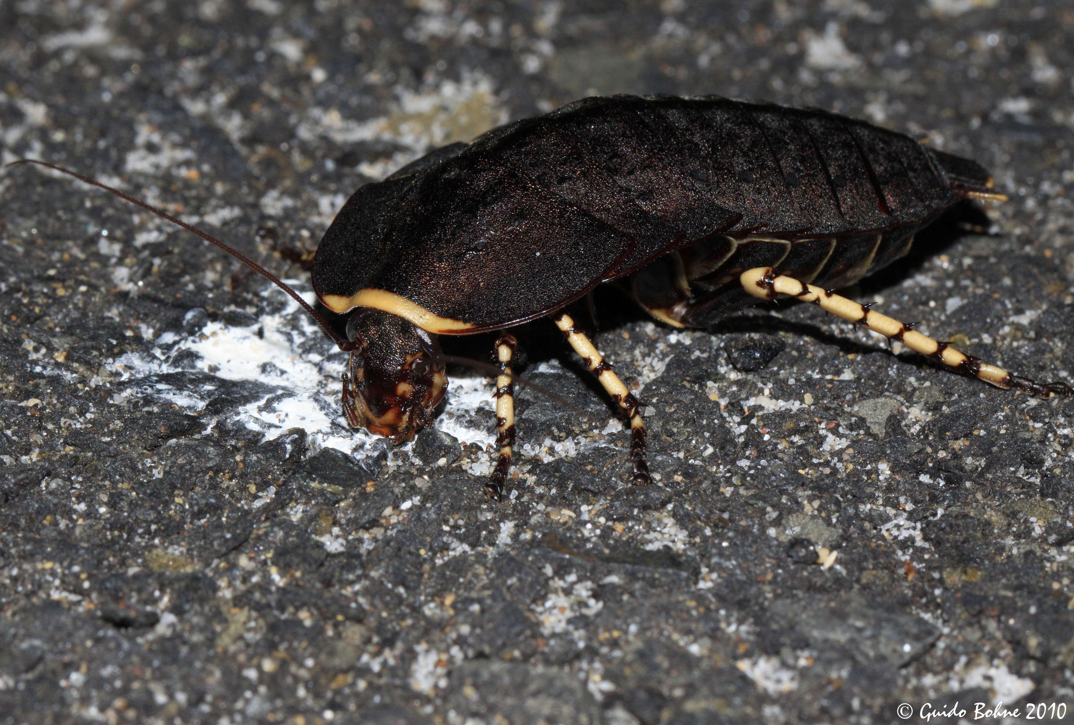 Image of native cockroach ( Australia )