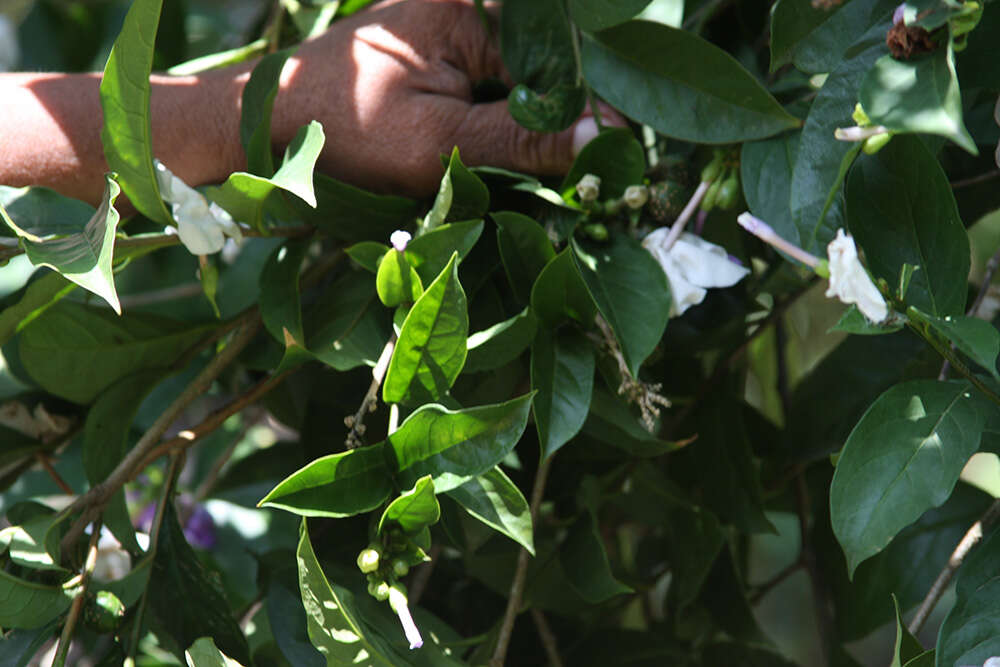 Image of largeflower brunfelsia